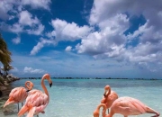 开云体育平台APP-荷兰安的列斯篮球联赛锋芒毕露