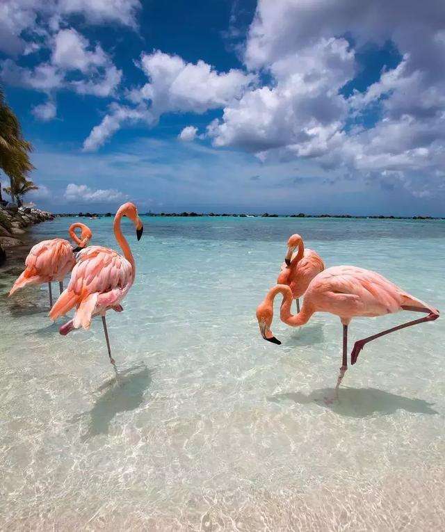 荷兰安的列斯篮球联赛锋芒毕露 荷兰安的列斯篮球联赛锋芒毕露